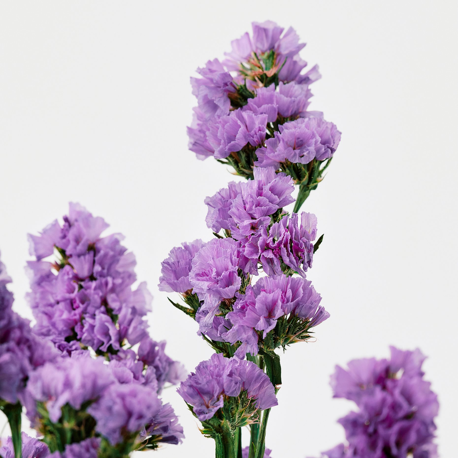 TORKA, dried parts of flowers/plants/bunch, 70 cm, 906.381.28