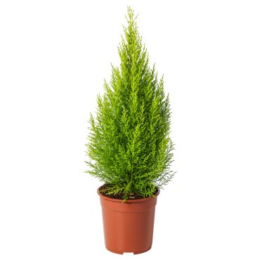 CUPRESSUS, potted plant/cypress, 24 cm, 005.697.37