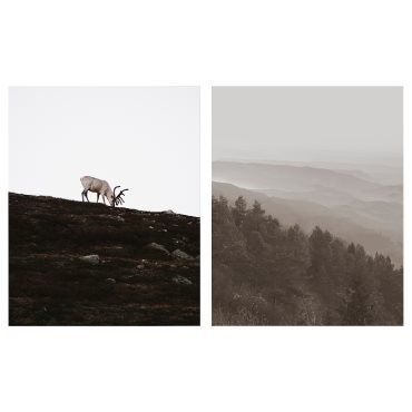 PJÄTTERYD, picture/wandering reindeer/2 pack, 40x50 cm, 005.835.59