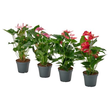 ANTHURIUM, potted plant/Flamingo, 17 cm, 006.041.37