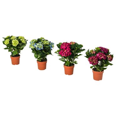 HYDRANGEA, φυτό σε γλάστρα/Ορτανσία, 15 cm, 106.127.64