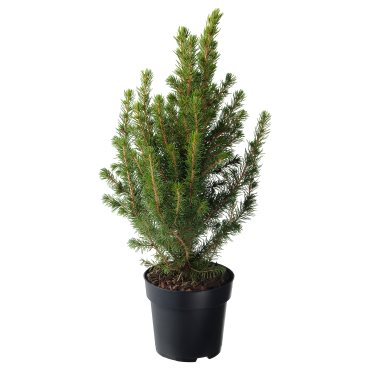 PICEA GLAUCA, potted plant/White spruce, 15 cm, 206.126.26