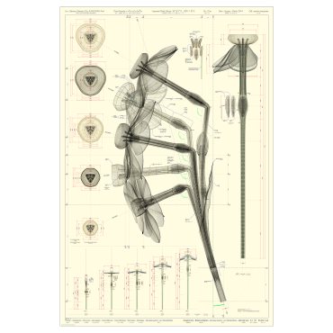 BILD, πόστερ/Νάρκισσος, 61x91 cm, 305.788.82