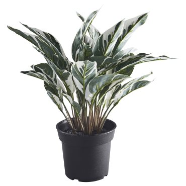 FEJKA, artificial potted plant in/outdoor/Calathea, 15 cm, 305.932.22