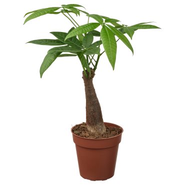 PACHIRA, potted plant/Guinea chestnut, 9 cm, 305.986.96