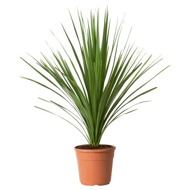 CORDYLINE INDIV, potted plant/Mountain cabbage tree, 17 cm, 306.041.31