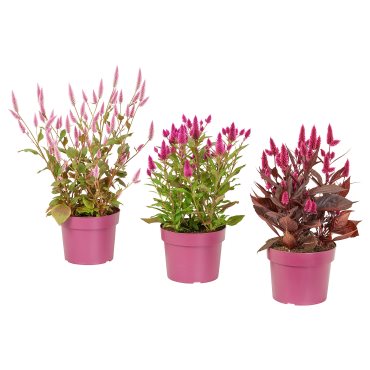 CELOSIA, potted plant/Woolflowers, 19 cm, 306.239.93
