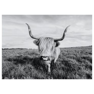 BJÖRKSTA, picture/curious cow, 140x100 cm, 505.549.03