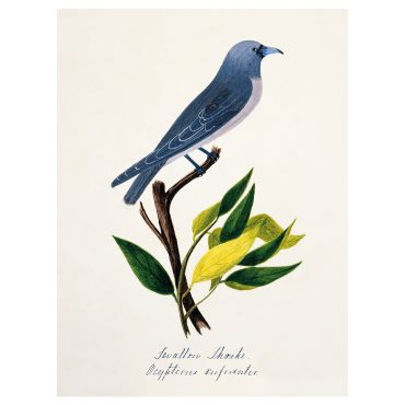 PJÄTTERYD, πίνακας/μπλε πτηνό, 30x40 cm, 506.187.83