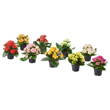 KALANCHOE, potted plant/Flaming Katy, 6 cm, 506.293.38