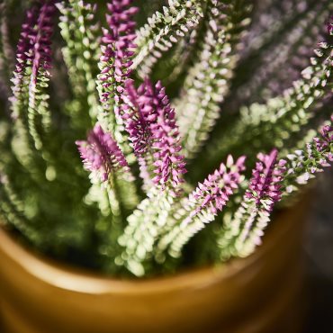 FEJKA2026, artificial potted plant in/outdoor/heather, 12 cm, 506.312.18
