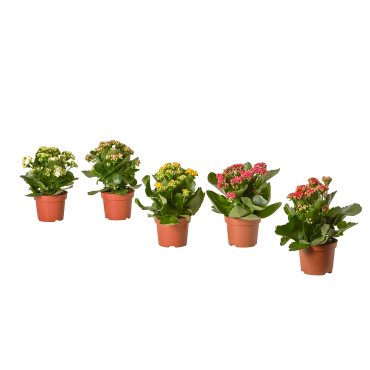 KALANCHOE, potted plant/Flaming Katy, 10.5 cm, 705.751.55
