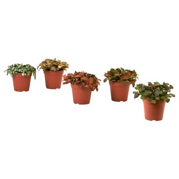 HYPOESTES, potted plant/Pink dot plant, 12 cm, 706.293.37