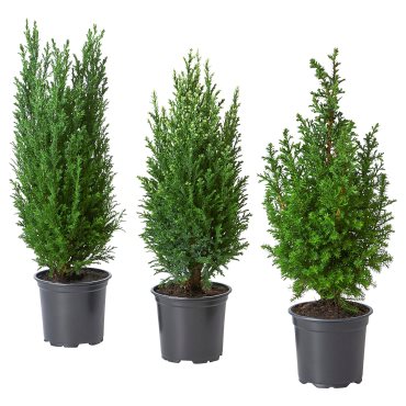 CHAMAECYPARIS, potted plant/False cypress, 10.5 cm, 706.403.25