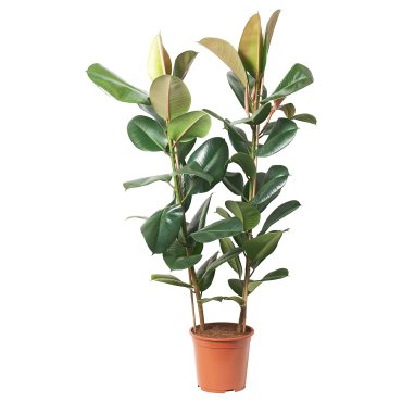 FICUS ELASTICA, φυτό σε γλάστρα/2 βλαστοί, 27 cm, 804.952.00