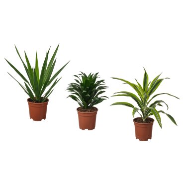 TROPISK, φυτό σε γλάστρα, 17 cm, 905.986.79