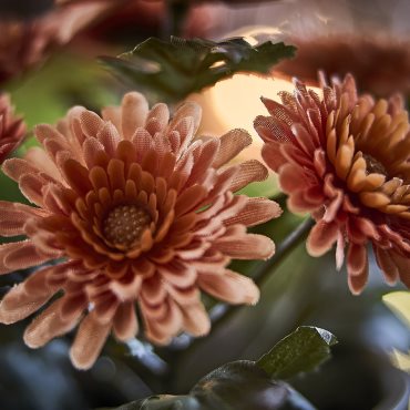 FEJKA2026, artificial potted plant in/outdoor/Chrysanthemums, 9 cm, 906.312.16