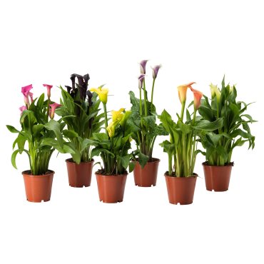 ZANTEDESCHIA, φυτό σε γλάστρα/Κρίνος, 14 cm, 006.239.99
