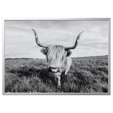 BJÖRKSTA, picture with frame/curious cow, 140x100 cm, 095.089.14