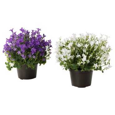 CAMPANULA, φυτό σε γλάστρα/Καμπανούλα, 10.5 cm, 106.127.59