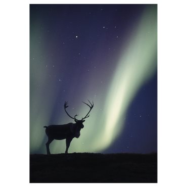 PJÄTTERYD, picture/northern lights deer, 50x70 cm, 306.187.84