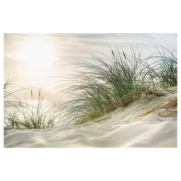PJÄTTERYD, picture/beach grass, 118x78 cm, 406.187.93