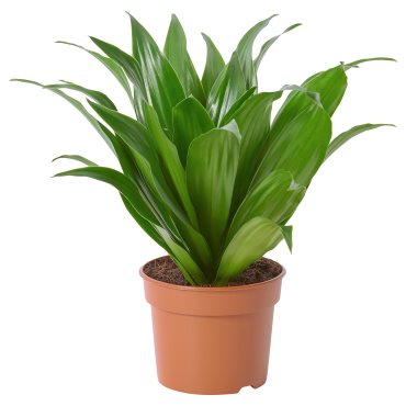 DRACAENA, potted plant, 9 cm, 605.045.35