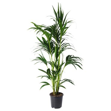 HOWEA FORSTERIANA, φυτό σε γλάστρα, 24 cm, 805.801.99