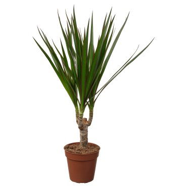 DRACAENA, φυτό σε γλάστρα/Δράκαινα Mαρτζινάτα, 9 cm, 805.986.89