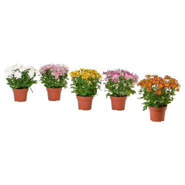 CHRYSANTHEMUM, potted plant/Chrysanthemums, 15 cm, 906.127.60