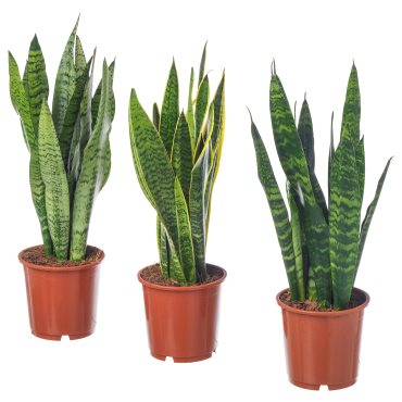 SANSEVIERIA, potted plant, Mother-in-laws tongue, 004.210.29