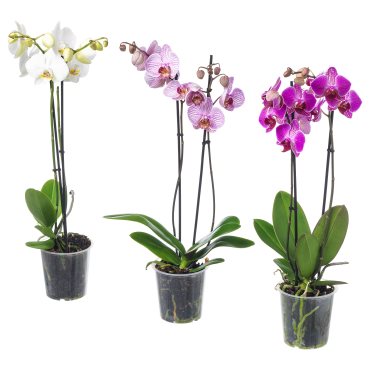PHALAENOPSIS, potted plant, Orchid/2 stems, 103.033.65