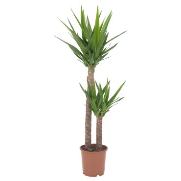 YUCCA ELEPHANTIPES, potted plant, Spineless yucca/2-stem, 103.293.08