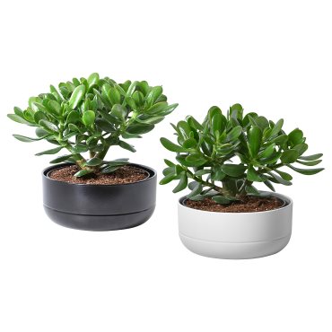 CRASSULA OVATA, φυτό σε γλάστρα με κασπό/Crassula, 22 cm, 104.853.70