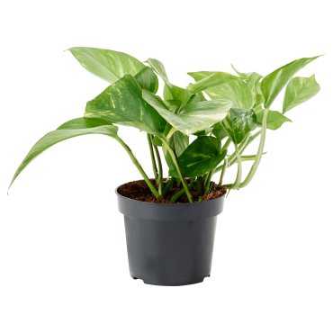 EPIPREMNUM, potted plant/Golden Pothos, 12 cm, 205.281.90