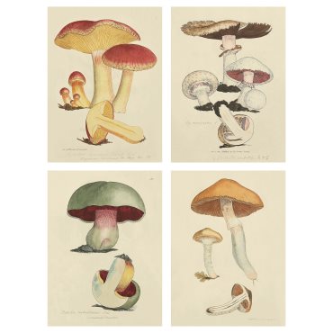 PJÄTTERYD, picture/Fungi/4 pack, 28x38 cm, 205.600.57