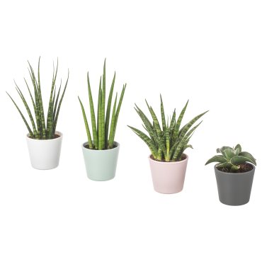 SANSEVIERIA, potted plant with pot, Snake plant, 304.020.34