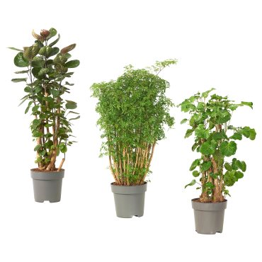 POLYSCIAS, potted plant/assorted, 24 cm, 203.874.11
