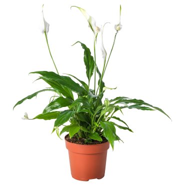 SPATHIPHYLLUM, potted plant, Peace lily, 601.449.01