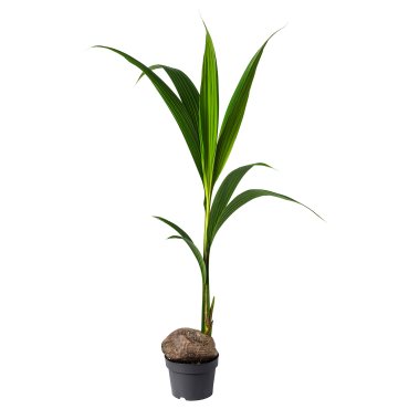 COCOS NUCIFERA, φυτό σε γλάστρα/ Κοκοφοίνικας, 19 cm, 201.674.85