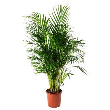 DYPSIS LUTESCENS, potted plant, Areca palm, 468.040.05