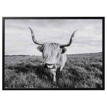 BJÖRKSTA, picture with frame/curious cow, 140x100 cm, 495.089.12