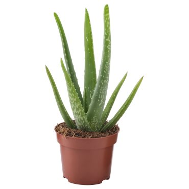 ALOE VERA, Φυτό, 702.766.51