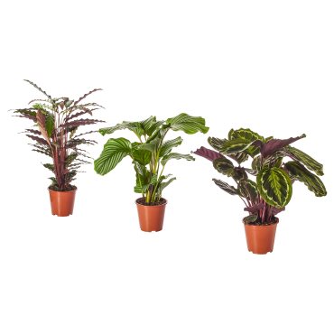 CALATHEA, Φυτό, 102.588.29