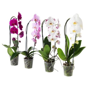 PHALAENOPSIS, Φυτό, Ορχιδέα, 803.291.64