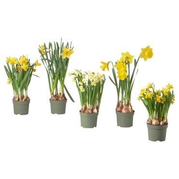 NARCISSUS, potted plant/Narcissus, 12 cm, 005.930.87