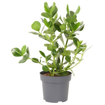 CLUSIA, potted plant/Clusia, 24 cm, 005.941.95