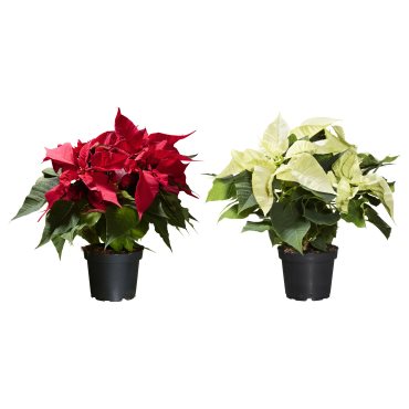 POINSETTIA, φυτό σε γλάστρα/Αλεξανδρινό, 13 cm, 006.126.27
