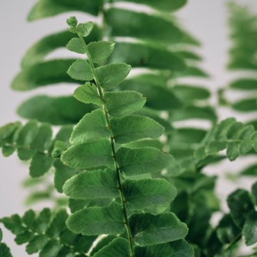 NEPHROLEPIS, potted plant/Boston fern, 9 cm, 006.307.73
