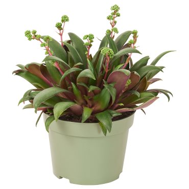 CRASSULA ORBINCULARIS, φυτό σε γλάστρα/Κρασούλα, 11 cm, 105.930.82